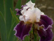 large showy blooms, iris